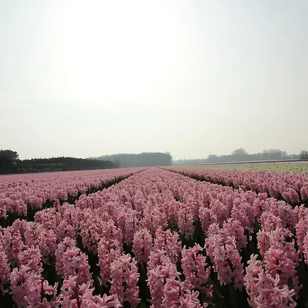 Holiday Zonnig * Haarlem